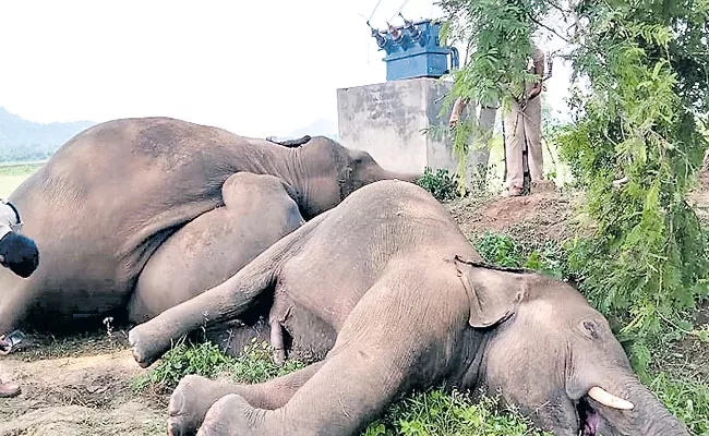 Four Elephants died due to current shock - Sakshi