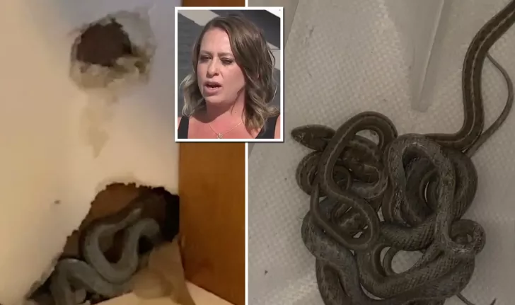 A first-time homeowner was shocked when she found as many as 30 snakes "coming out of every hole and crevice" of her new house. - Sakshi