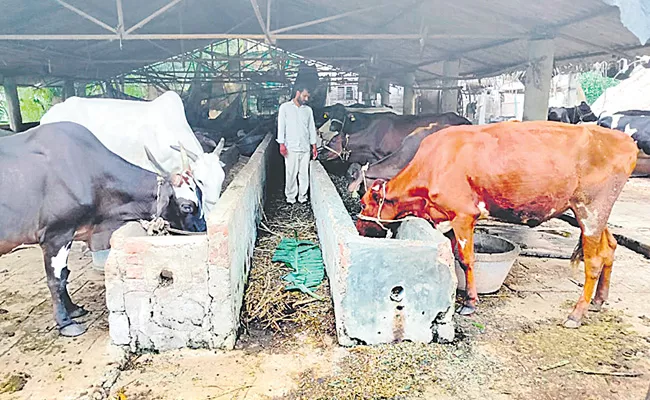 Anakapalle: MBA Turned Farmer Mini Dairy Farm Earn Good Income - Sakshi