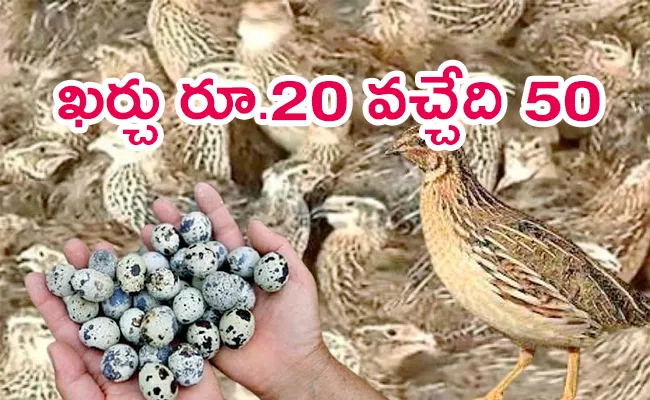 Craze for kozu japan quails - Sakshi