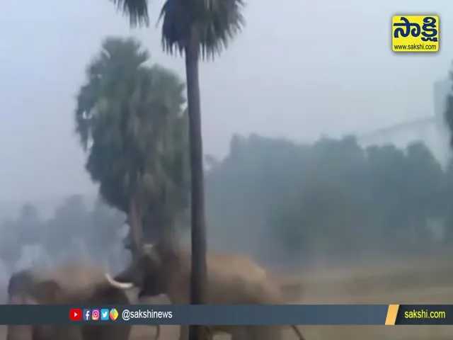 Elephant Fight In Tamil Nadu