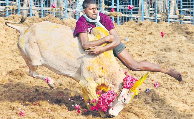 Jallikattu Supreme court verdict - Sakshi