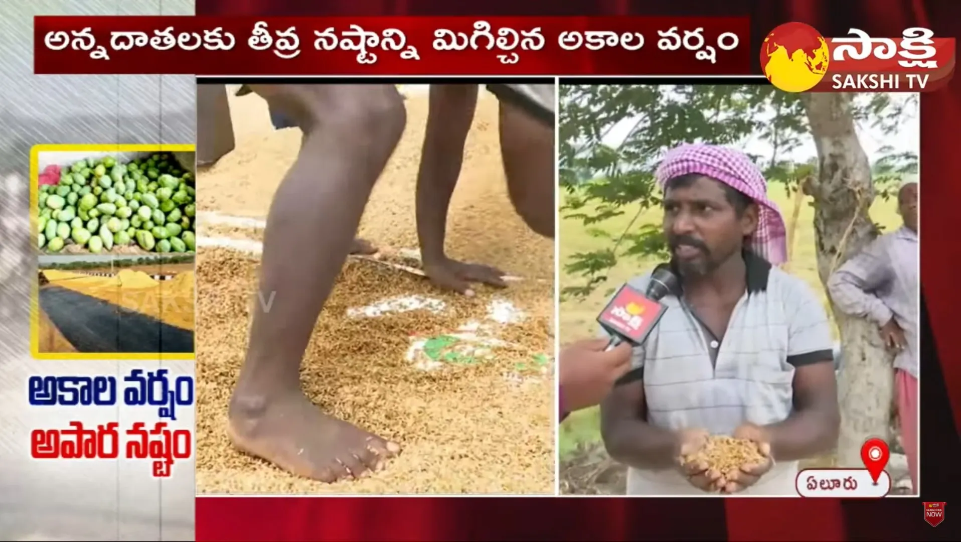 Huge Crop Loss Over Sudden Rains In Eluru District