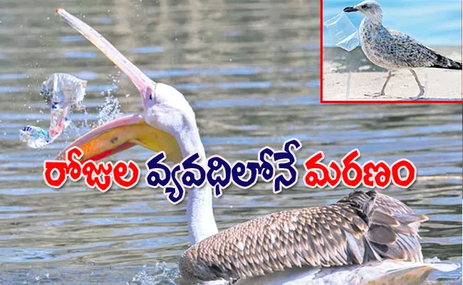 For the first time it was recognized as a disease caused by plastic waste - Sakshi