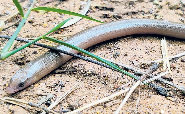 Rare Snake Identified In Visakhapatnam Kambala Hills - Sakshi