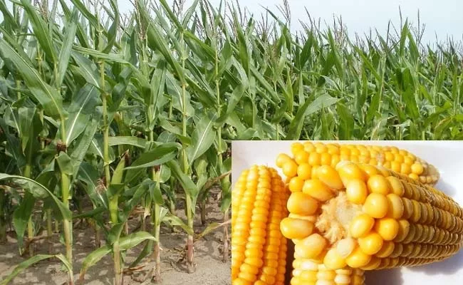 The price of maize increased due to government intervention - Sakshi