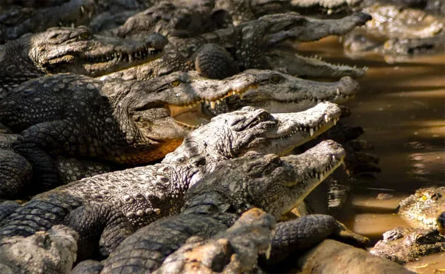 Man Killed By 40 Crocodiles After He Tries To Move One At Cambodia - Sakshi