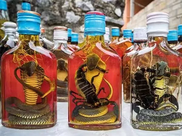 what is snake wine it is safe to drink - Sakshi