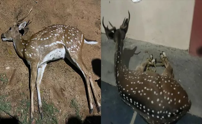 Deer Died After Stuck In Fencing Tirupati Saved Another - Sakshi