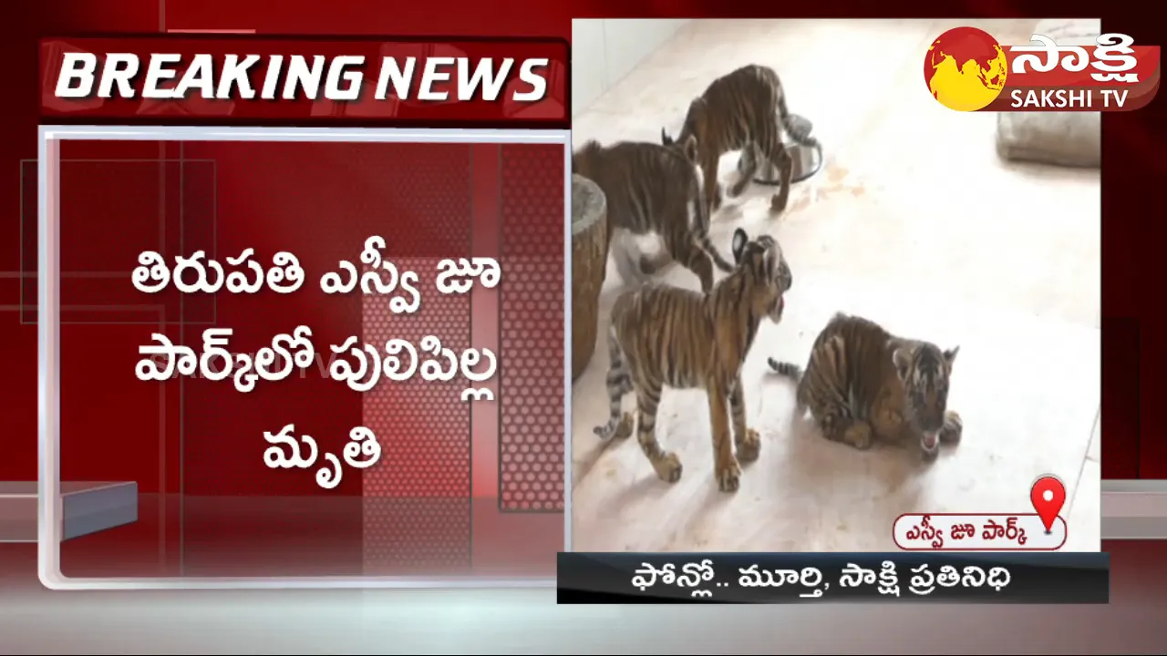 Tiger Cubs In SV Zoo Park In Tirupathi