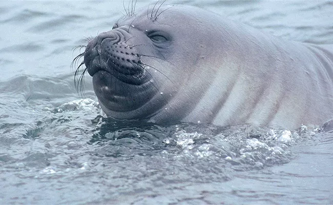 Elephant Seals Take Power Naps During Deep Ocean Dives - Sakshi