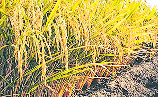 Paddy type that withstands hailstorms Agricultural University - Sakshi