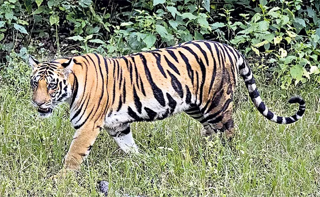 Movement of two tigers In The Durgi Mandal Of Palnadu District - Sakshi