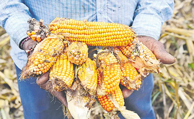 Markfed says not buying soggy and discolored maize - Sakshi