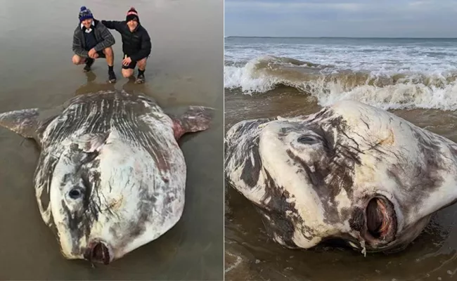 Australia Coast Rare Ocean Sun Fish Viral Photo - Sakshi