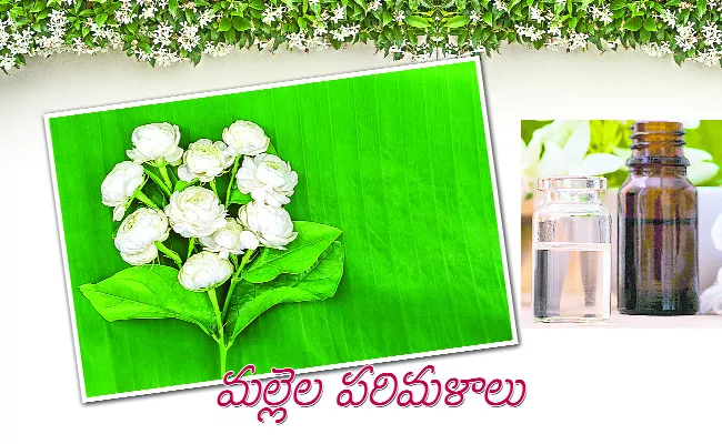 Interesting Facts About Jasmine Mallelu Types Uses Health Benefits - Sakshi