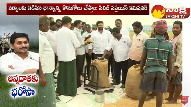 Sprouted Paddy Procurement In Andhra Pradesh