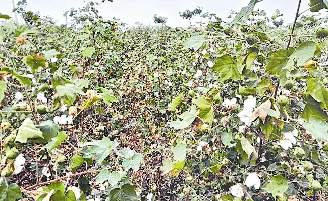 Godrej Agrovet launches umbrella brand PYNA for sustainable cotton production - Sakshi