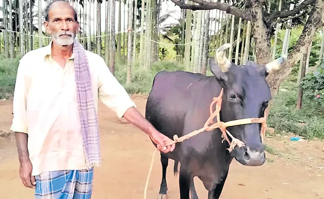 Cow that saved the farmers life after fighting with the leopard - Sakshi