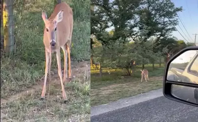 Viral Video: Deer Munching On A Snake Internet In Disbelief - Sakshi