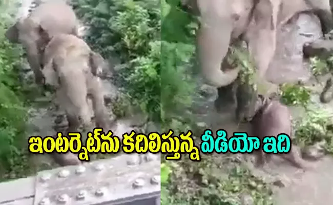 Mother Elephant Cries For Dead Baby Melt Internet  - Sakshi