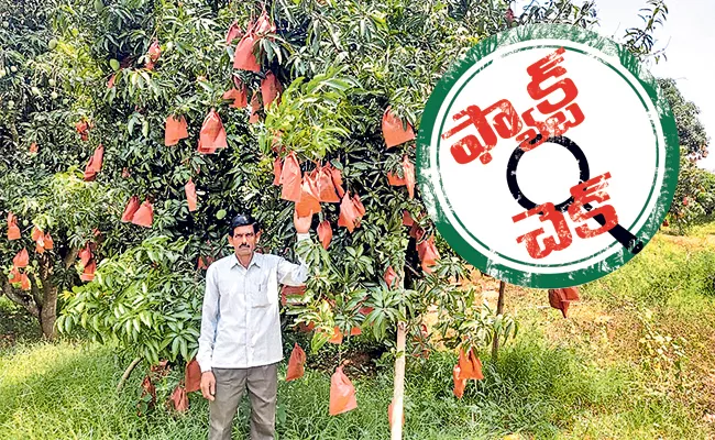 Fact Check: Which Govt Helped To Mango Farmer In AP - Sakshi