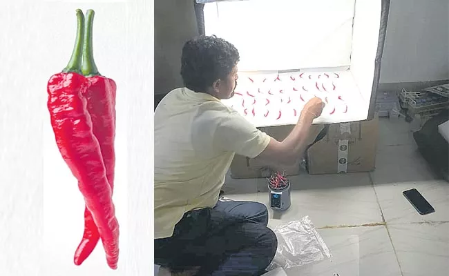 Artificial intelligence to determine the length and quality of chili pods - Sakshi