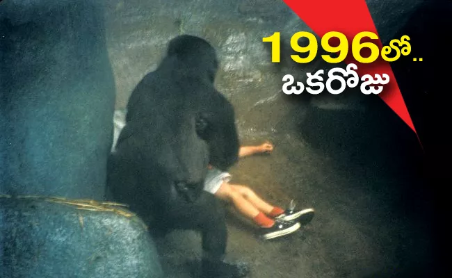 1996 Zoo Incident: Gorilla Carries 3 Year Old Boy To Safety After He Fell Into Enclosure - Sakshi