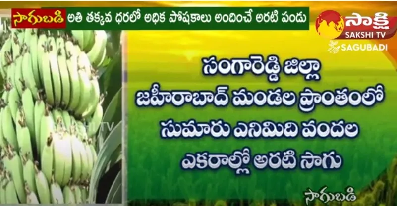 Banana Cultivation in 800 Acres