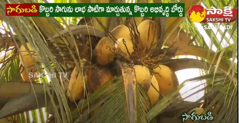 Special Story On Coconut Farming in Eluru