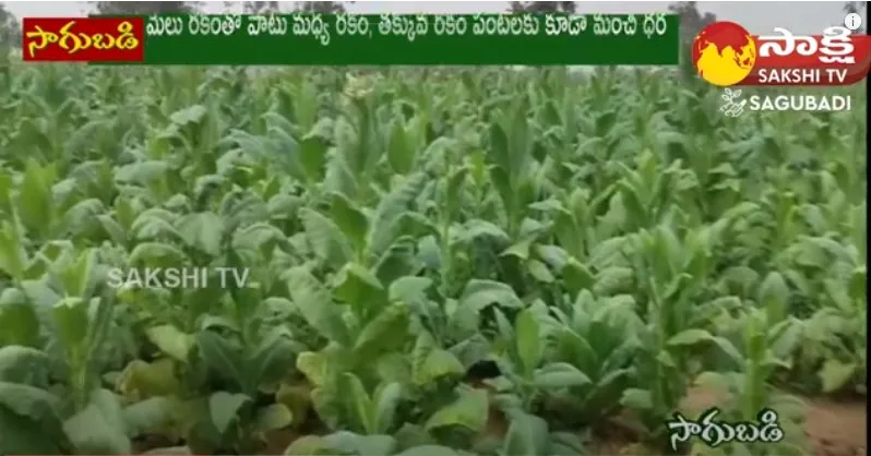 Tobacco Farming | Cultivation of Tobacco 