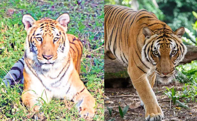 22 year old Tiger Janaki dies at Vizag Zoo - Sakshi