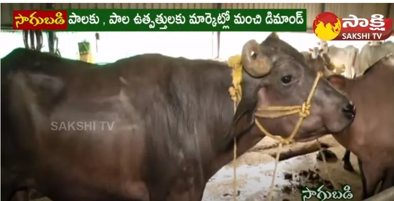 Sangareddy District Farmer Uppari Dasaradh Earning High Profits With Dairy Farm