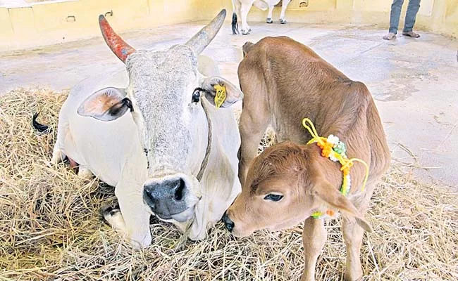 Surrogate calf was born at SV Goshala in Tirupati - Sakshi