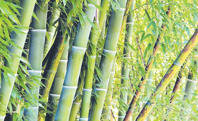 Bamboo could be upcoming renewable energy source - Sakshi