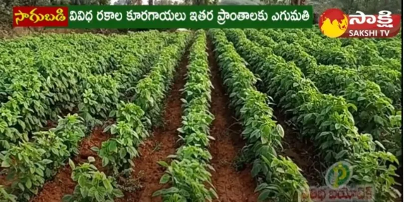 Nellore Farmers Earn Huge Profits With Vegetable Farming