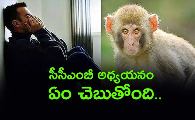 CCMB Study On Lack Of Diseases In Monkeys Compared To Humans - Sakshi