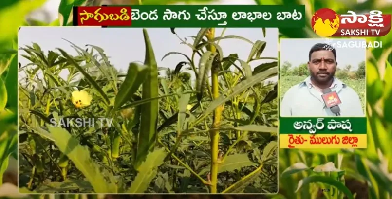 Success Story of Farmer Anwar Pasha | Ladies Finger Cultivation