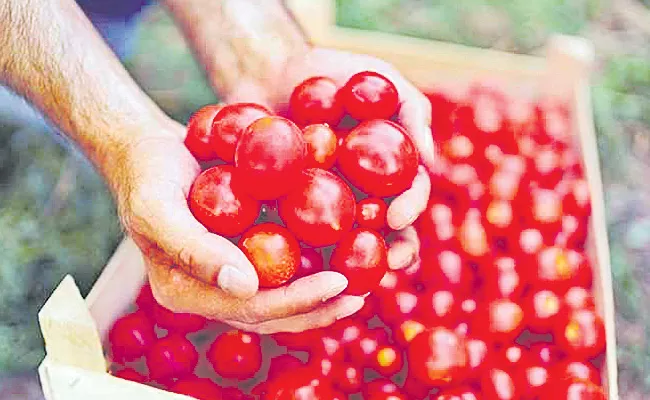 Tomato on subsidy in Ap - Sakshi