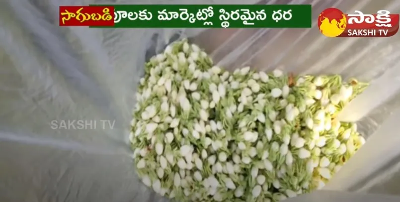 Huge Profits With Jasmine Flowers Cultivation