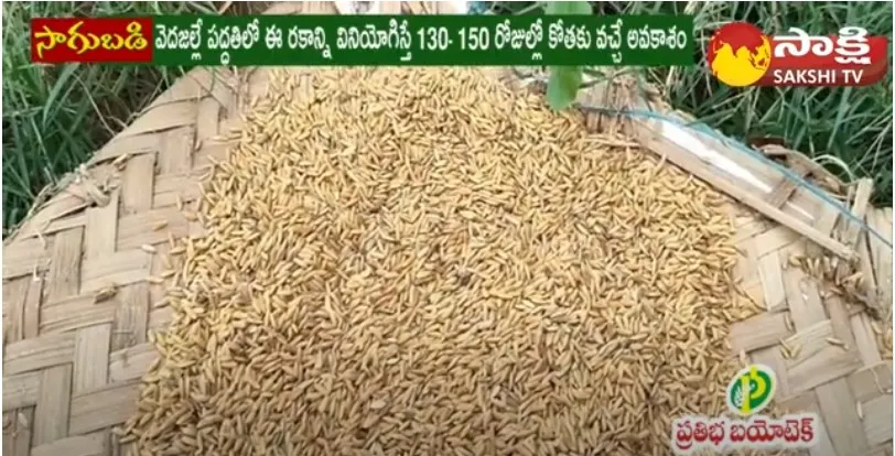 MTU 1318 Best Paddy Variety for Kharif | High Yielding Rice Variety 