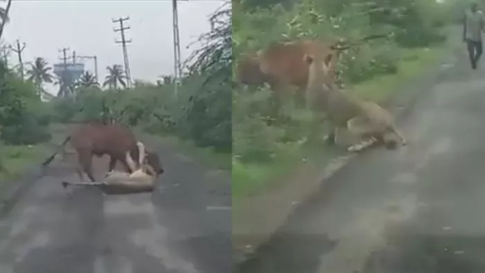 Farmer Saves His Cow From A Lioness - Sakshi