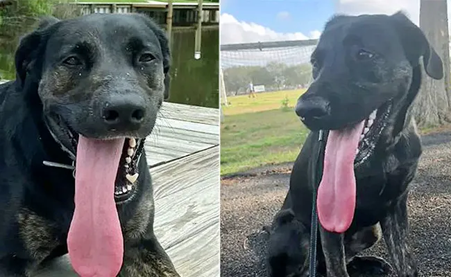 US Dog Achieves Guinness World Record For Longest Tongue - Sakshi