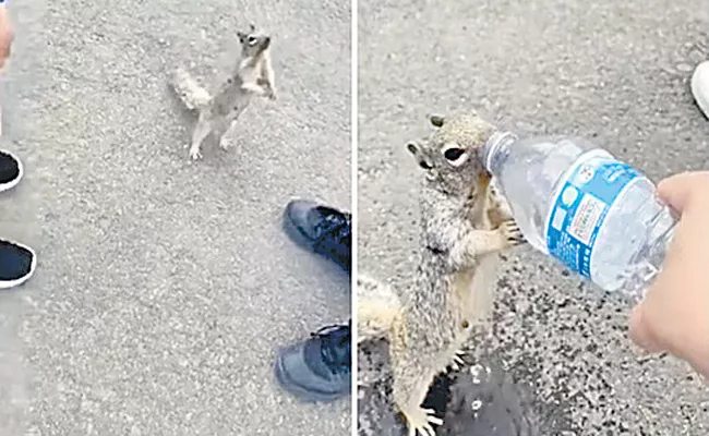 Squirrel Asking For Water - Sakshi