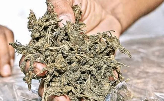 Special Enforcement Bureau Raids On Illegal Ganja Transported From Odisha - Sakshi