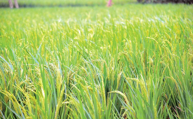 Agriculture department said support prices are not promising - Sakshi