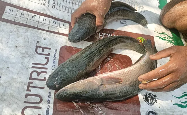 Fish Price Today in Hyderabad - Sakshi