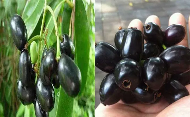 Do You Know Why Black Jamun Fruits Eaten In Ashada Masam - Sakshi