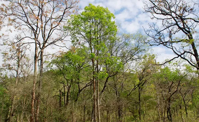 5000 tonnes Red sandalwood seized by Forest Department - Sakshi