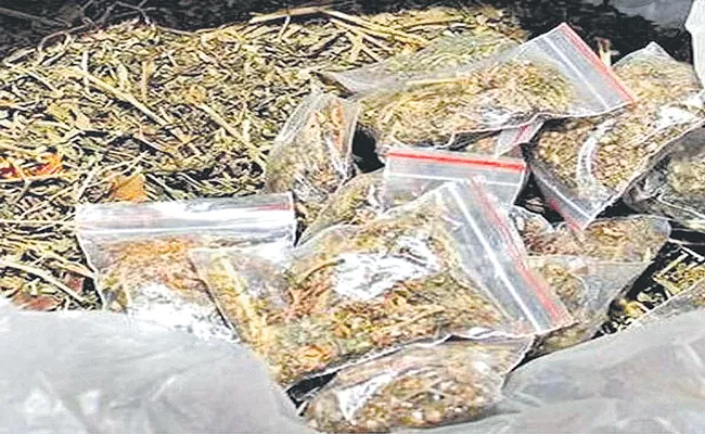 155 kg of cannabis seized in drug bust by Excise department - Sakshi